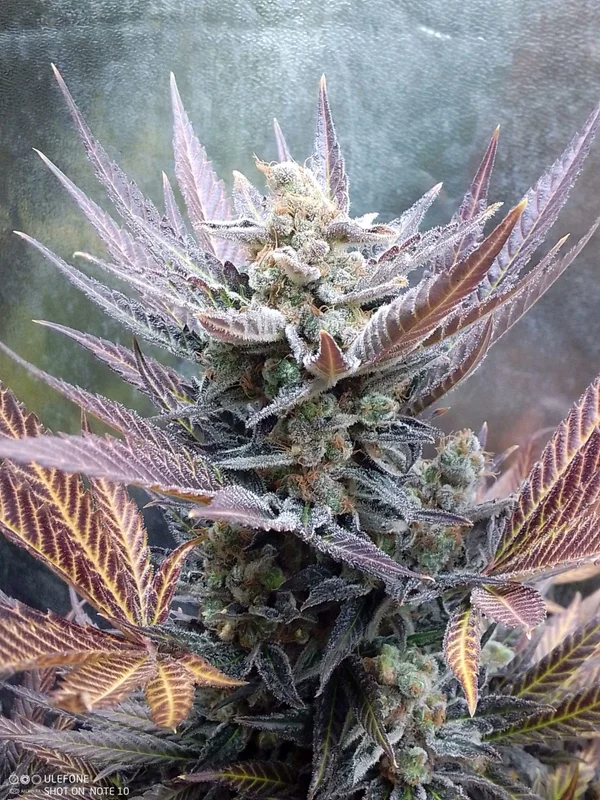 Cherry Cookies van Pure Instinto