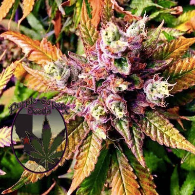 Purple Cookies van Purple Caper Seeds
