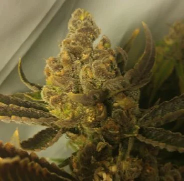 Chocolate Chip Cookies van Purple Caper Seeds