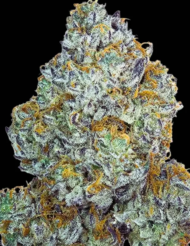 Cheri Maraschino van Purple City Genetics
