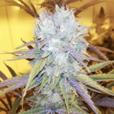 SR71 van Purple City Genetics