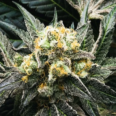 Tectonic van Purple City Genetics