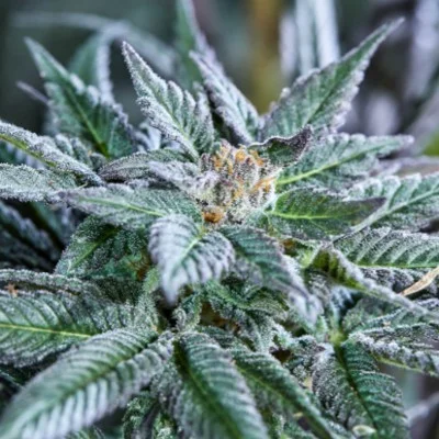 Berry Bonds van Purple City Genetics