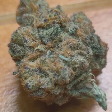 Filmore Slim van Purple City Genetics
