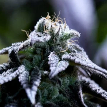 Bulletproof Wallet van Purple City Genetics
