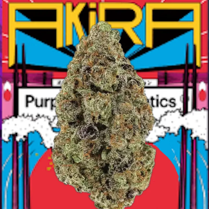 Lemon Cherry Blossoms van Purple City Genetics