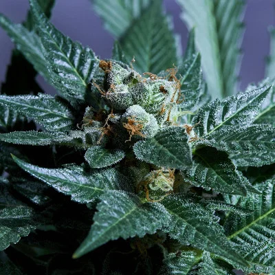 Secret Meetings van Purple City Genetics