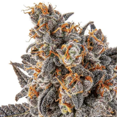 Daily Operation van Purple City Genetics