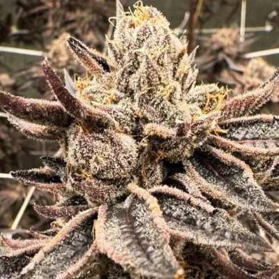 Bishop van Purple City Genetics