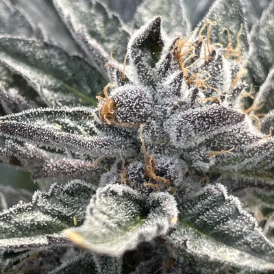 Space Station van Purple City Genetics