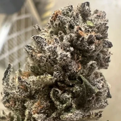 Hooch van Purple City Genetics