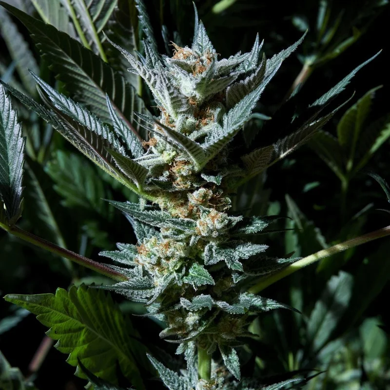 Velvet Lushers van Purple City Genetics