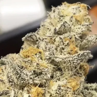 Chomsky van Purple City Genetics