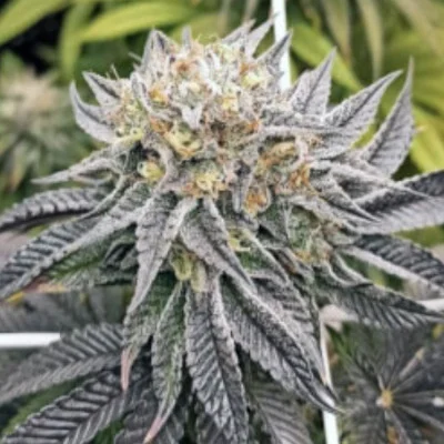 Tokyo Cookies van Purple City Genetics