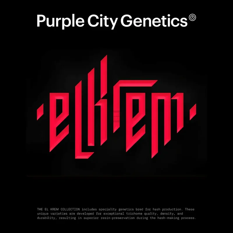 Moroccan Zowah van Purple City Genetics