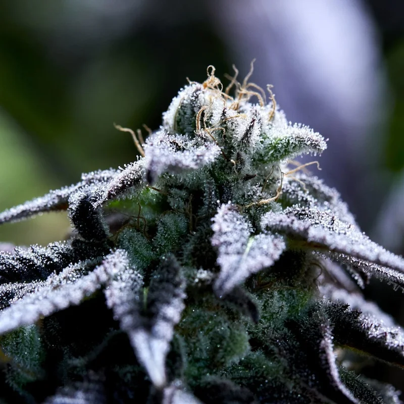 Bulletproof Wallet van Purple City Genetics