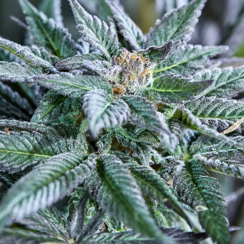Berry Bonds van Purple City Genetics