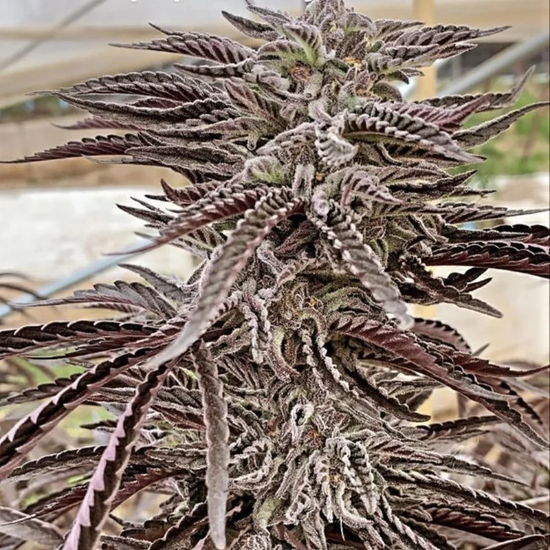 Fillmore Slim van Purple City Genetics