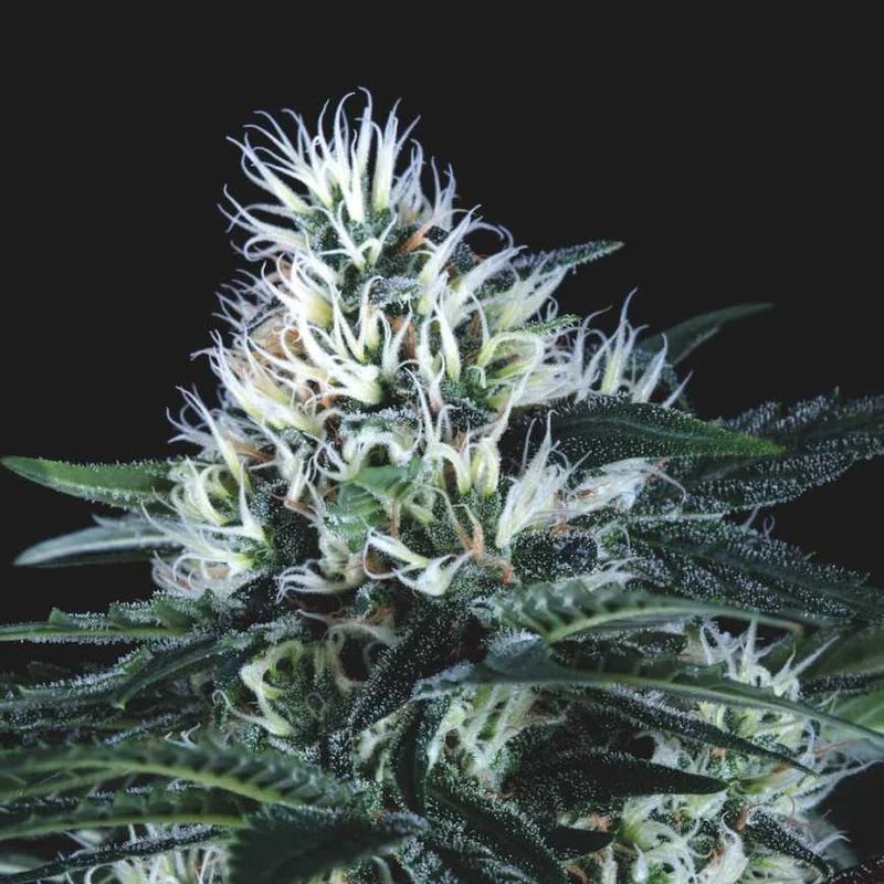 Wembley Fast van Pyramid Seeds