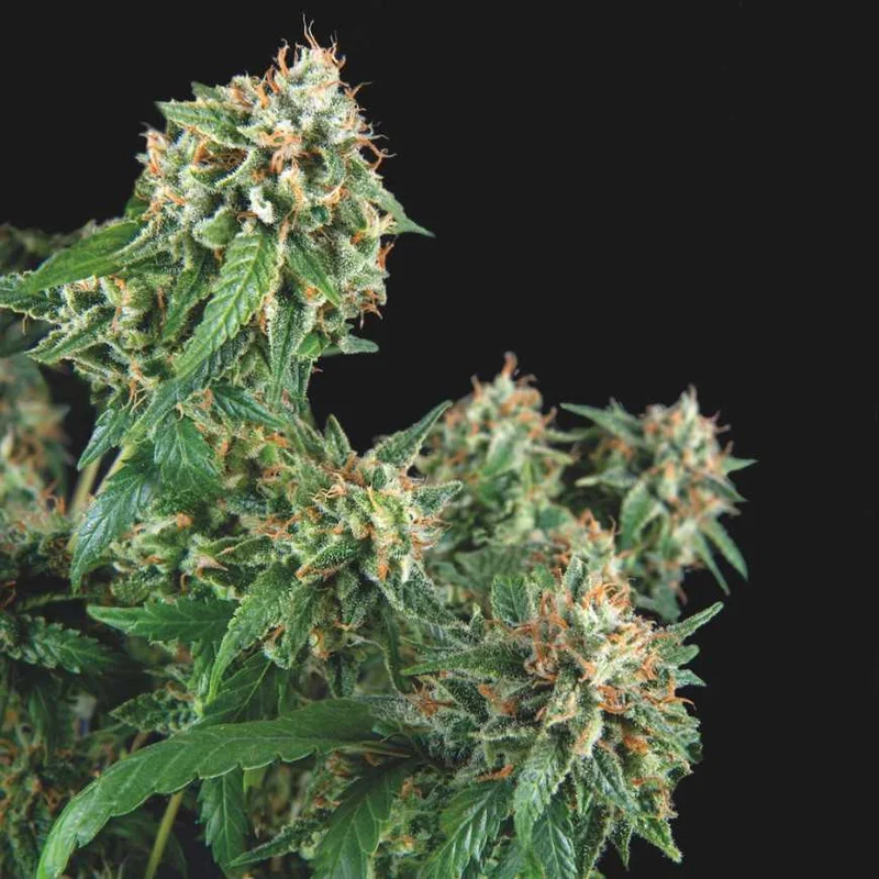 Galaxy van Pyramid Seeds