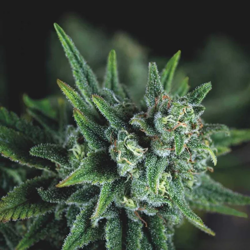 Galaxy Fast van Pyramid Seeds