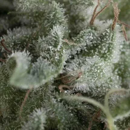 Nefertiti van Pyramid Seeds