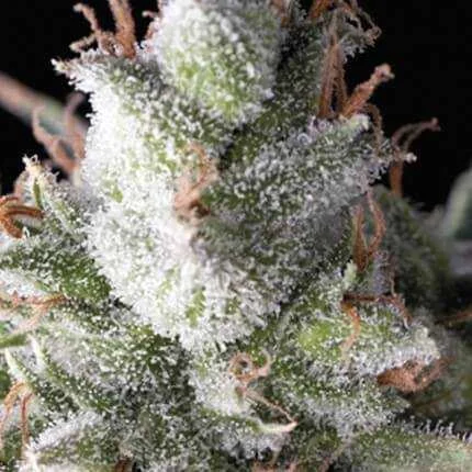 Ramses van Pyramid Seeds