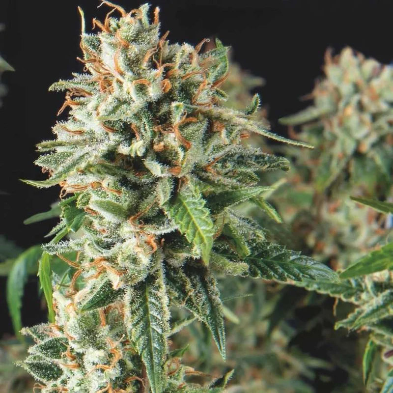 Super OG Kush Fast van Pyramid Seeds