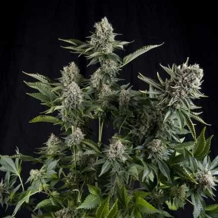 White Widow CBD van Pyramid Seeds