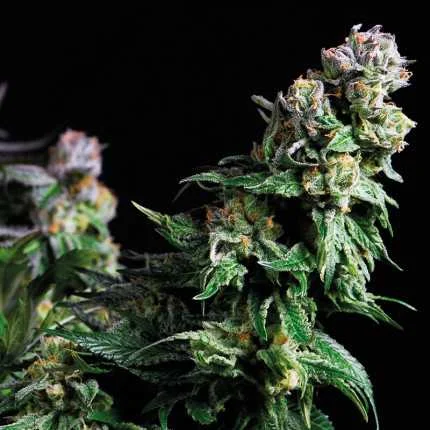 Purple Urkle van Pyramid Seeds