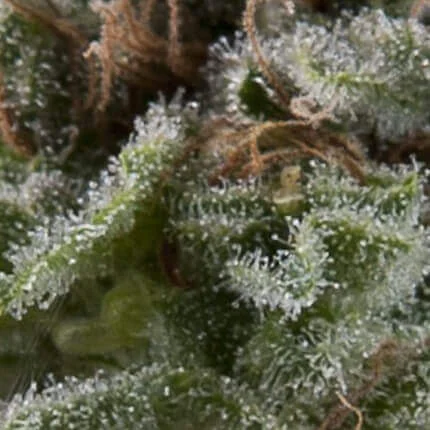 Lennon van Pyramid Seeds