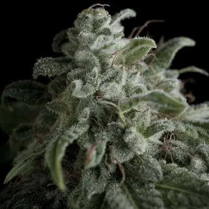 Nefertiti van Pyramid Seeds