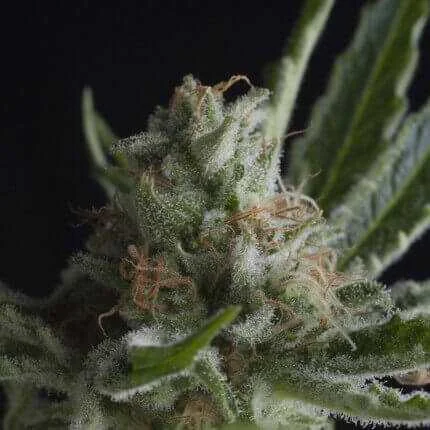 Shark CBD van Pyramid Seeds