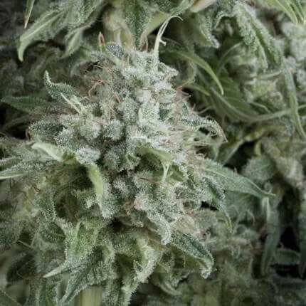 Anubis van Pyramid Seeds