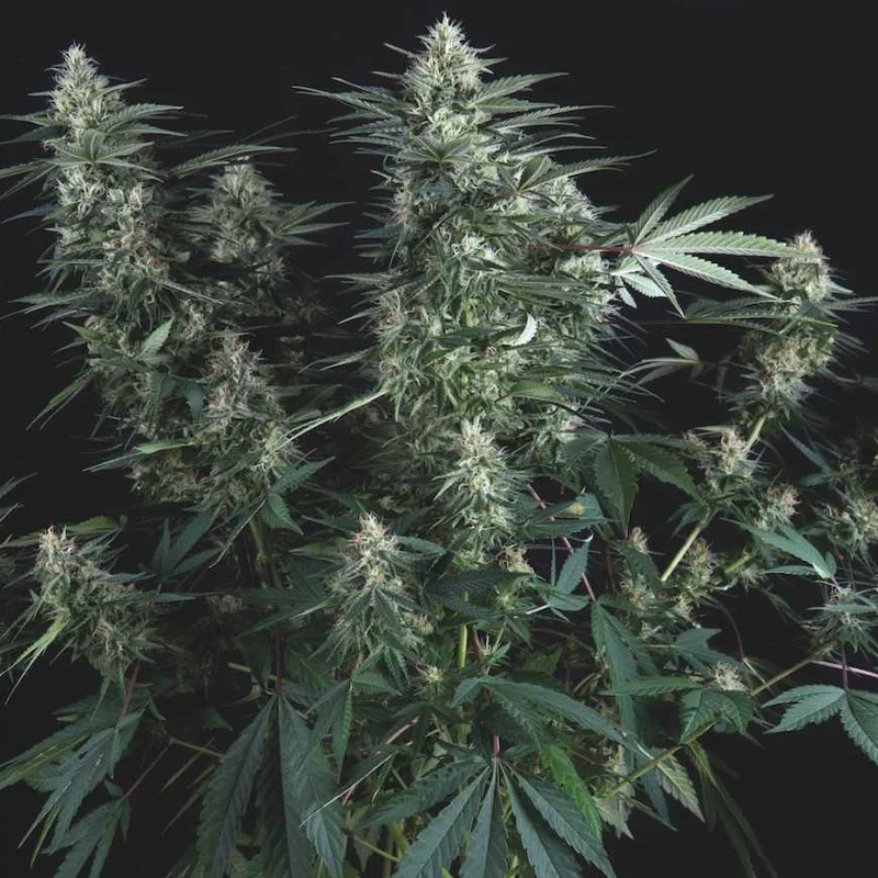 Super OG Kush van Pyramid Seeds