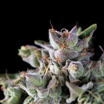 Gorila van Pyramid Seeds