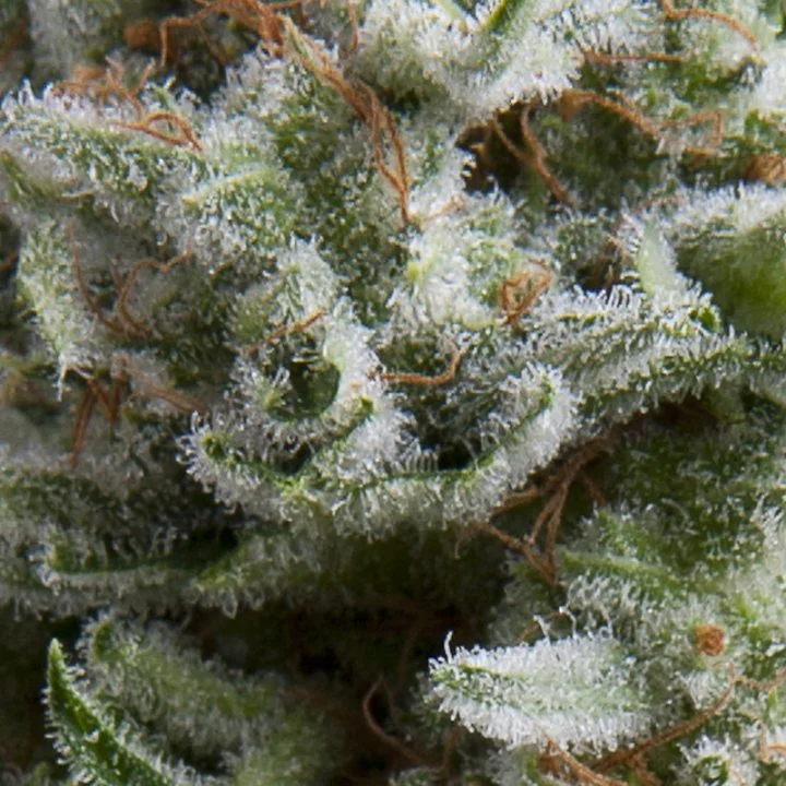 Anesthesia van Pyramid Seeds