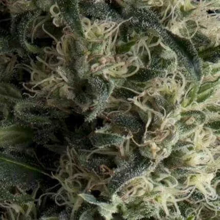 Galaxy van Pyramid Seeds