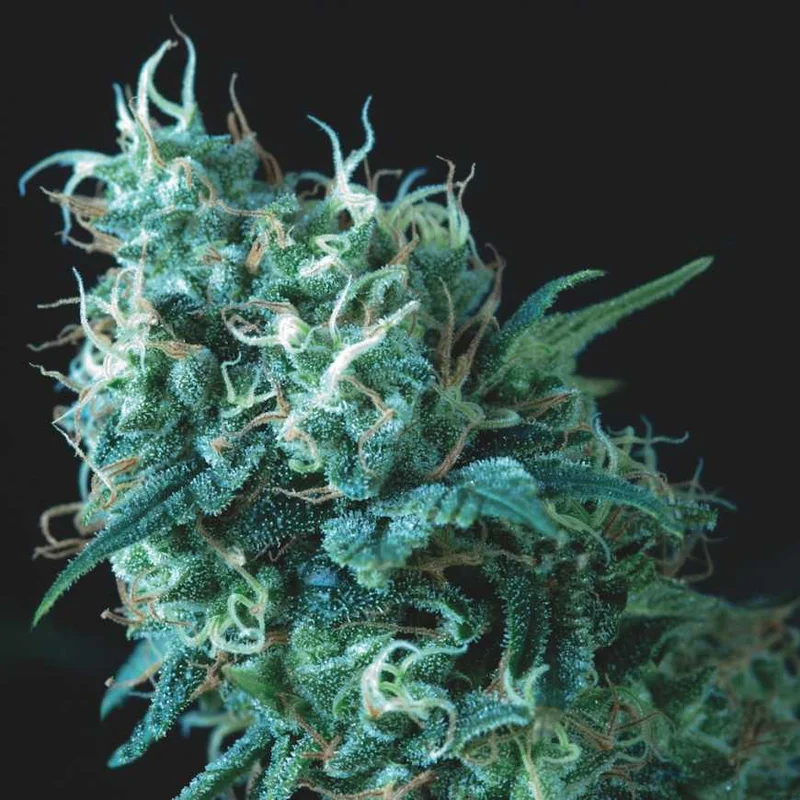 Gorila van Pyramid Seeds