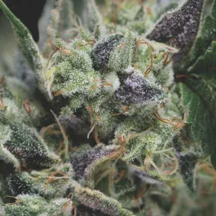 Gorila van Pyramid Seeds