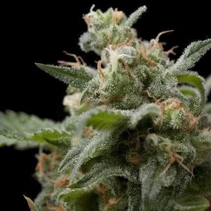 Super Hash van Pyramid Seeds
