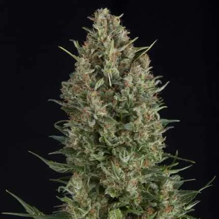 Wembley van Pyramid Seeds