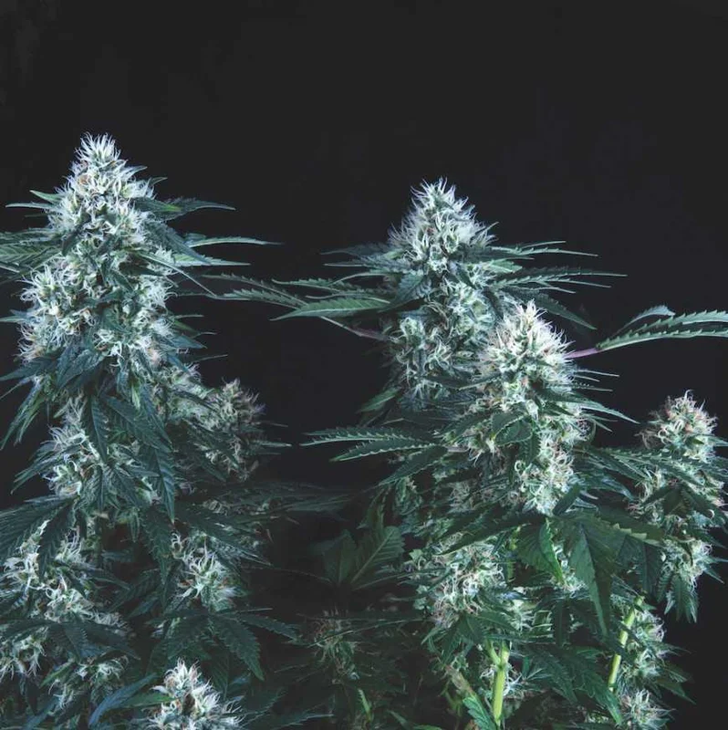 Tutankhamon Fast van Pyramid Seeds