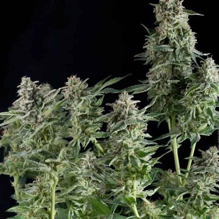 Northern Lights CBD van Pyramid Seeds
