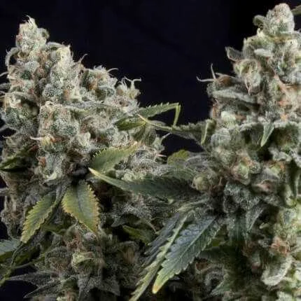 Tutankhamon van Pyramid Seeds