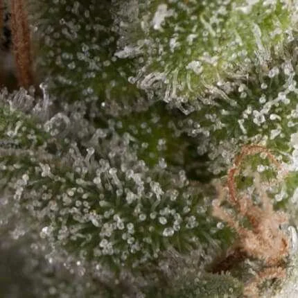 Fresh Candy van Pyramid Seeds