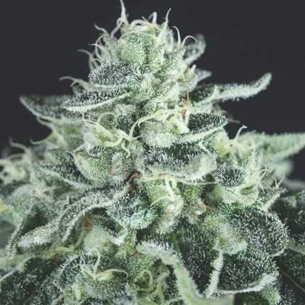 Gelato van Pyramid Seeds