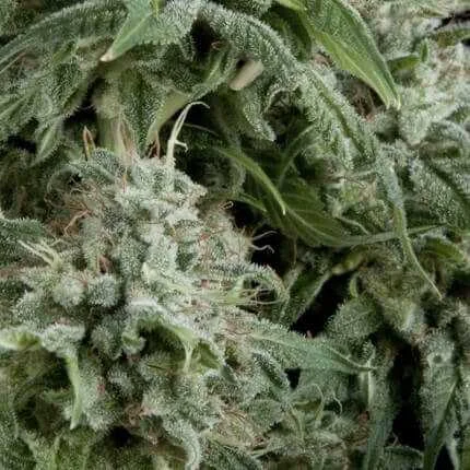 Northern Lights CBD van Pyramid Seeds