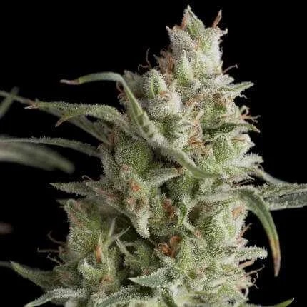 Super OG Kush van Pyramid Seeds
