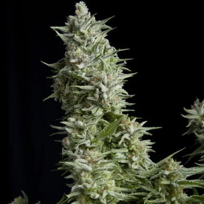 Alpujarrena van Pyramid Seeds